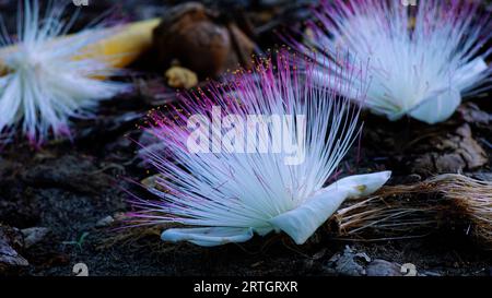 Barringtonia asiatica, auch bekannt als Fischgiftblume, ist weiß und rosa in der Farbe und fällt und streut auf den Boden. Stockfoto