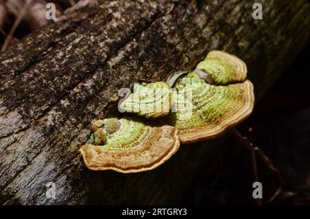 Trametes gibbosa, ein weißlich-gelber Holzrottpilz, wächst auf toten Stämmen Stockfoto