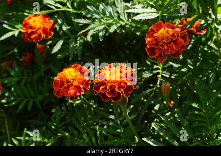 Französische Ringelblumenblüten oder Bolero-Ringelblumen haben rötlich-orange Blüten mit einer Kombination aus Gelb. Stockfoto