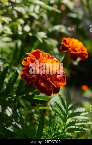 Französische Ringelblumenblüten oder Bolero-Ringelblumen haben rötlich-orange Blüten mit einer Kombination aus Gelb. Stockfoto