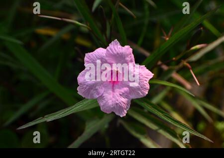 Im Garten blühen Blumen von Ruellia simplex. Die Blütenblätter sind violett mit einer zerknitterten Oberfläche. Stockfoto