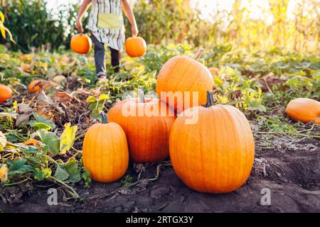 Nahaufnahme von großem Reifen Bio-Kürbis. Arbeiter, die Gemüse ernten. Landwirt, der gesunde Früchte im Herbstgarten pflückt und sie auf Haufen legt. Herbstsaison Stockfoto