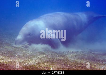 Dugong, Dugong Dugon, als verwundbar eingestuft, Fütterung von Seegras, Tasi Tolu Tauchplatz, Dili, Osttimor Stockfoto