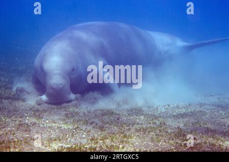 Dugong, Dugong Dugon, als verwundbar eingestuft, Fütterung von Seegras, Tasi Tolu Tauchplatz, Dili, Osttimor Stockfoto