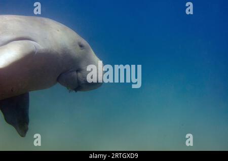 Dugong, Dugong Dugon, als verwundbar eingestuft, Schwimmen, Tasi Tolu Tauchplatz, Dili, Osttimor Stockfoto