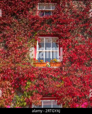 Die alte Mühle in Ynys, bei Harlech, bedeckt mit Efeu und Blättern, die ihre herbstliche rote Farbe annehmen. Stockfoto