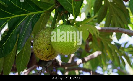 Artocarpus altilis, die Frucht reift auf einem Baumzweig. Die Farbe ist grün mit einer schwachen, stacheligen Oberfläche. Stockfoto