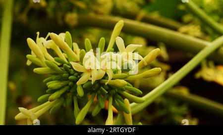 Die männliche Carica Papaya hat Blüten in langen Häufchen mit kleinen Blütenblättern. Stockfoto