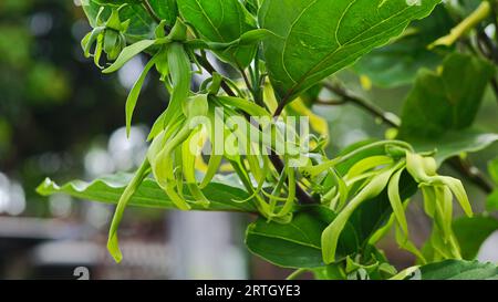 Cananga odorata, die Blüten blühen auf den Zweigen des Baumes. Die Farbe ist gelblich-grün mit hängenden und lockigen Blütenblättern. Stockfoto