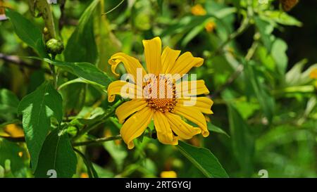 Tithonia diversifolia, die Blumen blühen auf einem Baumzweig. Die Blütenblätter sind gelb mit zerknitterten Spitzen und die dichten Blätter sind grün. Stockfoto