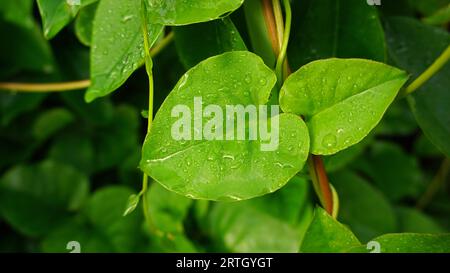 Anredera cordifolia, grüne herzförmige Blätter mit Tau auf der Oberfläche der Blätter. Stockfoto