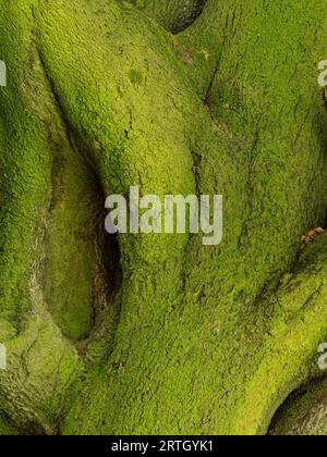 Ein Detail in der Natur gefunden in der Nähe von Bridgnorth, Shropshire, EN Stockfoto