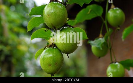 Passiflora edulis, die unreife Frucht ist grün mit einer glänzenden Oberfläche. Stockfoto