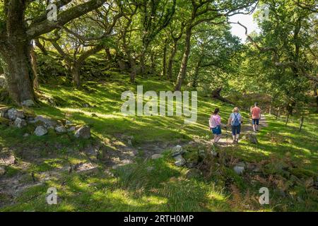 Waldwanderung am Nantcol River und Wasserfall in Nordwales. Stockfoto