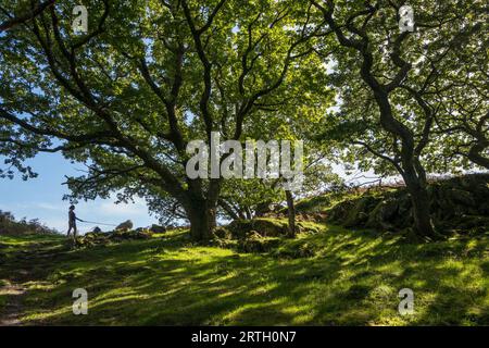 Waldwanderung am Nantcol River und Wasserfall in Nordwales. Stockfoto