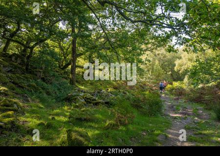 Waldwanderung am Nantcol River und Wasserfall in Nordwales. Stockfoto