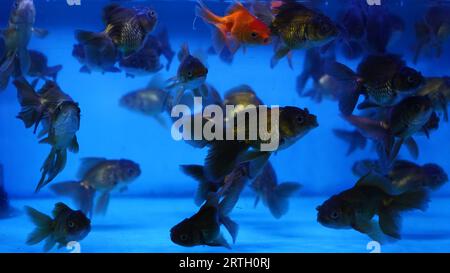 Eine Gruppe von schwarzgrünen Oranda-Goldfischen, deren Körper schwarz-silbergrün sind, mit kurzen Flossen und Schwänzen ohne Quasten. Stockfoto