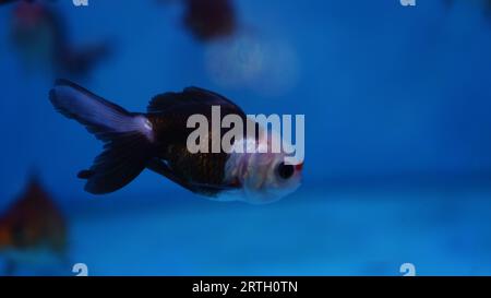 Oranda-Panda-Goldfisch in einem Aquarium, ein schwarzer Körper mit weißem Kopf und eine Kombination aus schwarzen Augenkreisen. Stockfoto