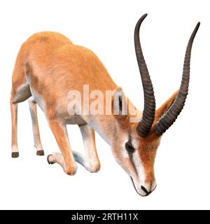 3D-Rendering eines Grants gazelle oder Nanger Granti isoliert auf weißem Hintergrund Stockfoto