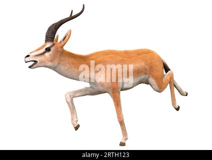 3D-Rendering eines Grants gazelle oder Nanger Granti isoliert auf weißem Hintergrund Stockfoto