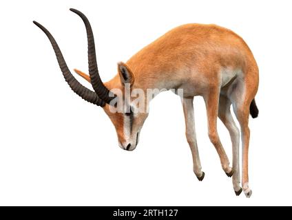 3D-Rendering eines Grants gazelle oder Nanger Granti isoliert auf weißem Hintergrund Stockfoto