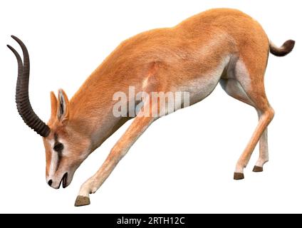 3D-Rendering eines Grants gazelle oder Nanger Granti isoliert auf weißem Hintergrund Stockfoto