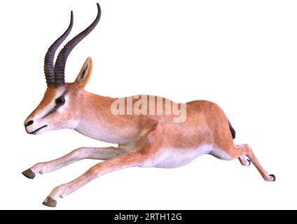 3D-Rendering eines Grants gazelle oder Nanger Granti isoliert auf weißem Hintergrund Stockfoto