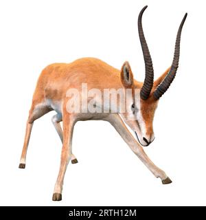 3D-Rendering eines Grants gazelle oder Nanger Granti isoliert auf weißem Hintergrund Stockfoto