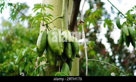 Ceiba pentandra Frucht auf dem Baum, die Form eines glänzend grünen Zylinders mit engen Bündeln und hängend an Ästen. Stockfoto