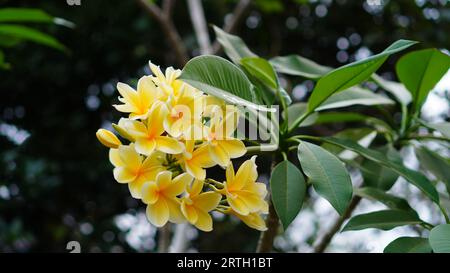 Plumeria acuminata blüht im Garten. Die Blütenblätter sind gelb und haben einen weißen Rand, während sie zwischen den dichten grünen Blättern blühen. Stockfoto