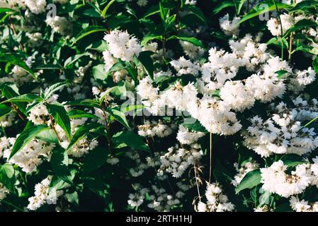 Jasminblumen blühen an sonnigen Sommertagen, Nahaufnahme. Stockfoto