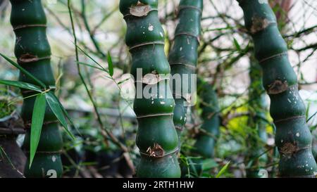 Bambusa ventricosa im Garten ist der Baumstamm grün mit mehreren kurzen Internodien und unebener Oberfläche. Stockfoto