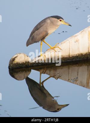 Schwarzgekrönter Nachtreiher nycticorax nycticorax auf Bootsruder mit Reflexion im stillstehenden Flusswasser Stockfoto