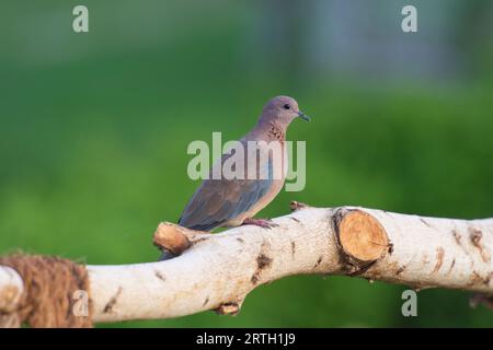 Lachende Taube Spilopelia senegalensis auf Holzpfahl am Zaun Stockfoto