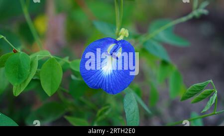 Clitoria ternatea, die Blume blüht auf einem Baum mit blauen Blütenblättern und einer Kombination von hellen Farben in der Mitte. Stockfoto