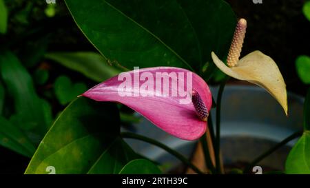 Anthurium andraeanum hat eine Blüte mit einem einzigen Blütenblatt, ein großes zylindrisches Pistil, das sich nach oben erhebt Stockfoto