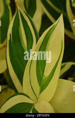 Maranta arundinacea variegata hat weiße spitze ovale Blätter mit einer ungleichmäßigen Kombination von Grün Stockfoto