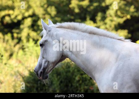 Graues andalusisches Pferdeporträt in der Nähe der Sommerranch Stockfoto