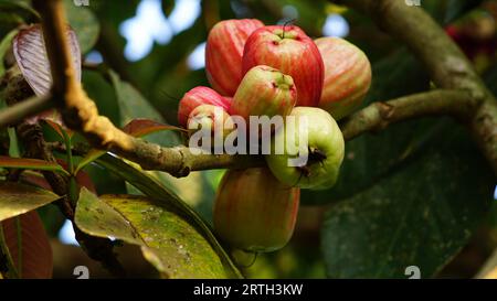 Malaiische Apfelfrucht auf einem Baum, oval, rot, wenn fast reif, und hellgrün, wenn unreif. Stockfoto