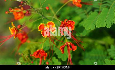 Caesalpinia pulcherrima blüht auf dem Baum. Die Farbe ist gelb mit zerknitterten Blütenblättern und langen Blütenstempeln, die nach vorne reichen. Stockfoto