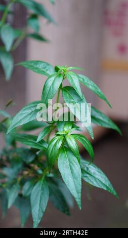 Andrographis paniculata hat tiefgrüne Blätter mit einer glänzenden Oberfläche Stockfoto