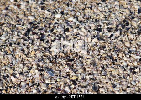 Ein großer Hügel mit Muscheln an einem Sandstrand Stockfoto