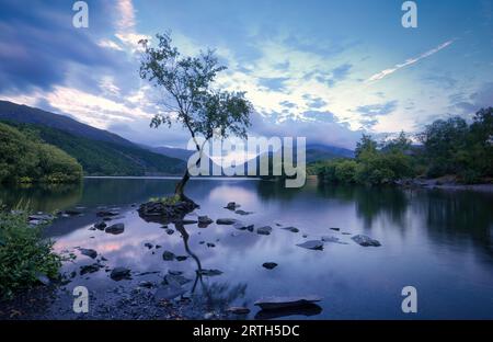 Ein friedlicher Abend vertieft sich am Lone Tree of Llanberis, der tiefe Blau- und Violetttöne im ungestörten Wasser des Padarn-Sees ausstrahlt Stockfoto