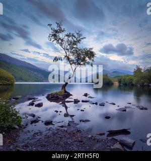 Ein friedlicher Abend vertieft sich am Lone Tree of Llanberis, der tiefe Blau- und Violetttöne im ungestörten Wasser des Padarn-Sees ausstrahlt Stockfoto