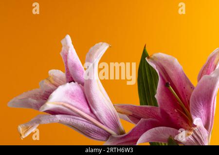 Rosa Lilien Blume und Kopienraum auf orangem Hintergrund Stockfoto