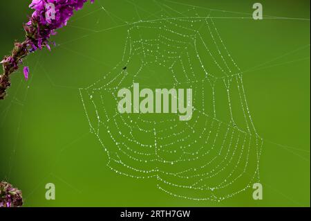 Spinnennetz mit Wassertropfen des Gartenspinnenorbflechters Araneus diadematus. Isoliert auf grün verschwommenem Hintergrund. Stockfoto