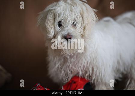 Bichon Malteser Kreuzwelpe, der einen Clipping benötigt. Stockfoto