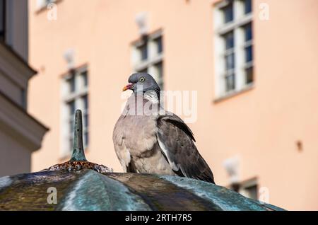 Eine Taube, die aus der Wasserquelle eines Brunnens in der städtischen Umgebung der Stadt Trelleborg, Skane County, Schweden trinkt. Stockfoto