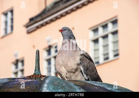 Eine Taube, die aus der Wasserquelle eines Brunnens in der städtischen Umgebung der Stadt Trelleborg, Skane County, Schweden trinkt. Stockfoto