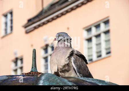 Eine Taube, die aus der Wasserquelle eines Brunnens in der städtischen Umgebung der Stadt Trelleborg, Skane County, Schweden trinkt. Stockfoto